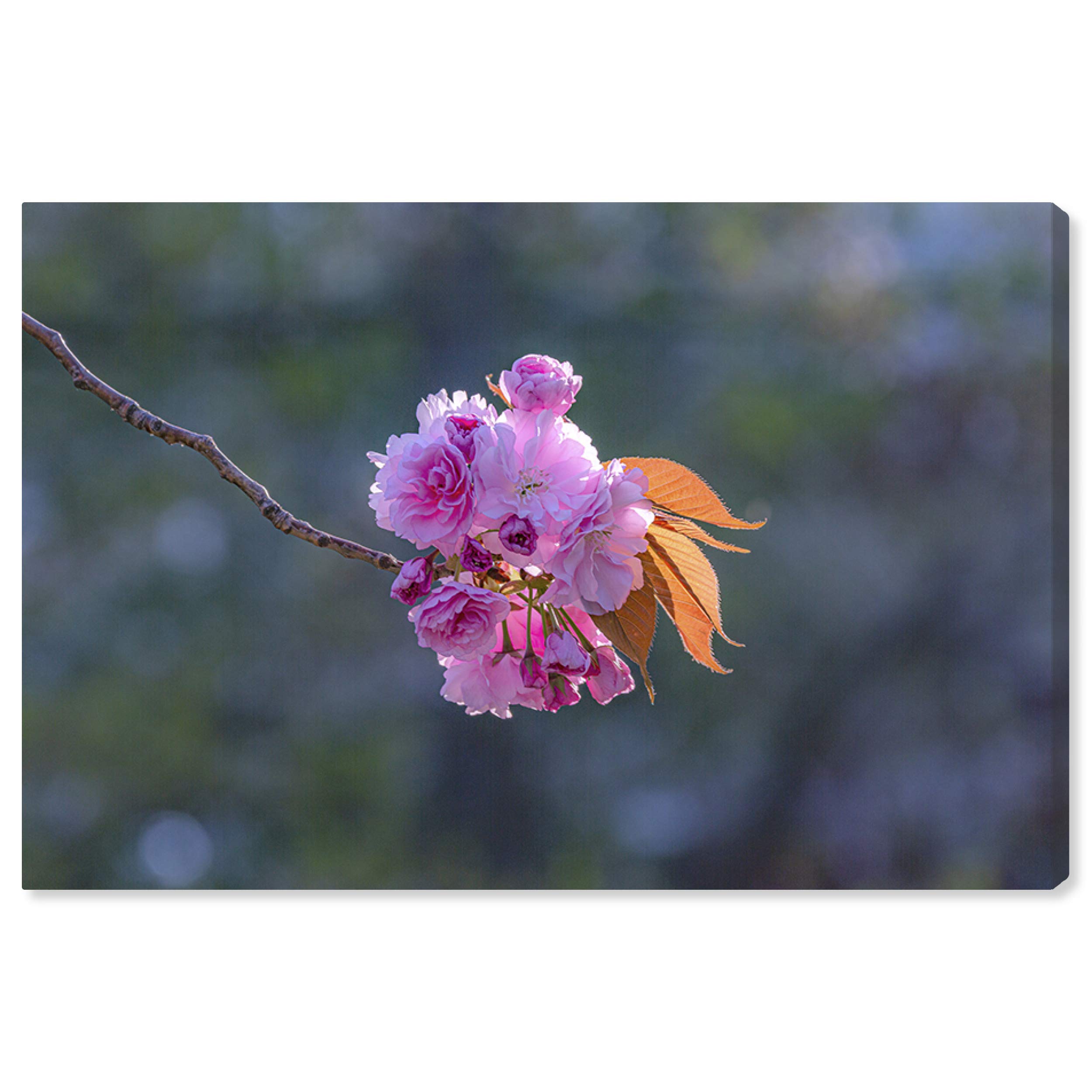 Floral and Botanical Wall Art Canvas Prints - 'Curro Cardenal - Beauty at The Center' - Premium Home Decor for Living Room, Bedroom & Office