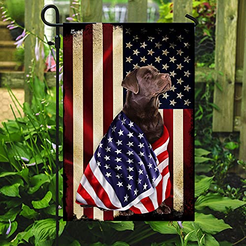 Chocolate Labrador Retrieve