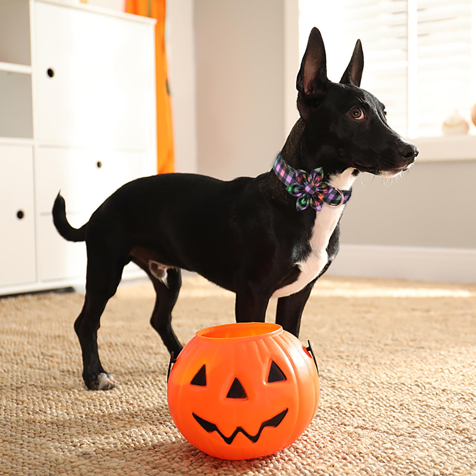 ARING PET Halloween Dog Collar - Adjustable Cotton Plaid Dog Collar with Flower & Metal Buckle for Small Medium Dogs | Cute Fall & Halloween Costume Accessory for Girl Puppies