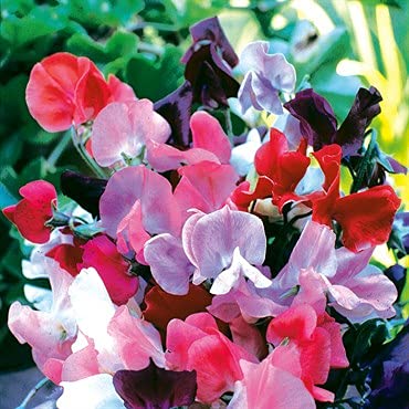 Non-GMO Heirloom Knee High Mix Sweet Pea Flower Seeds (Lathyrus odoratus) - 25+ Seeds Per Packet by Isla's Garden Seeds - Perfect for Home Gardens, Landscaping & DIY Floral Gifts