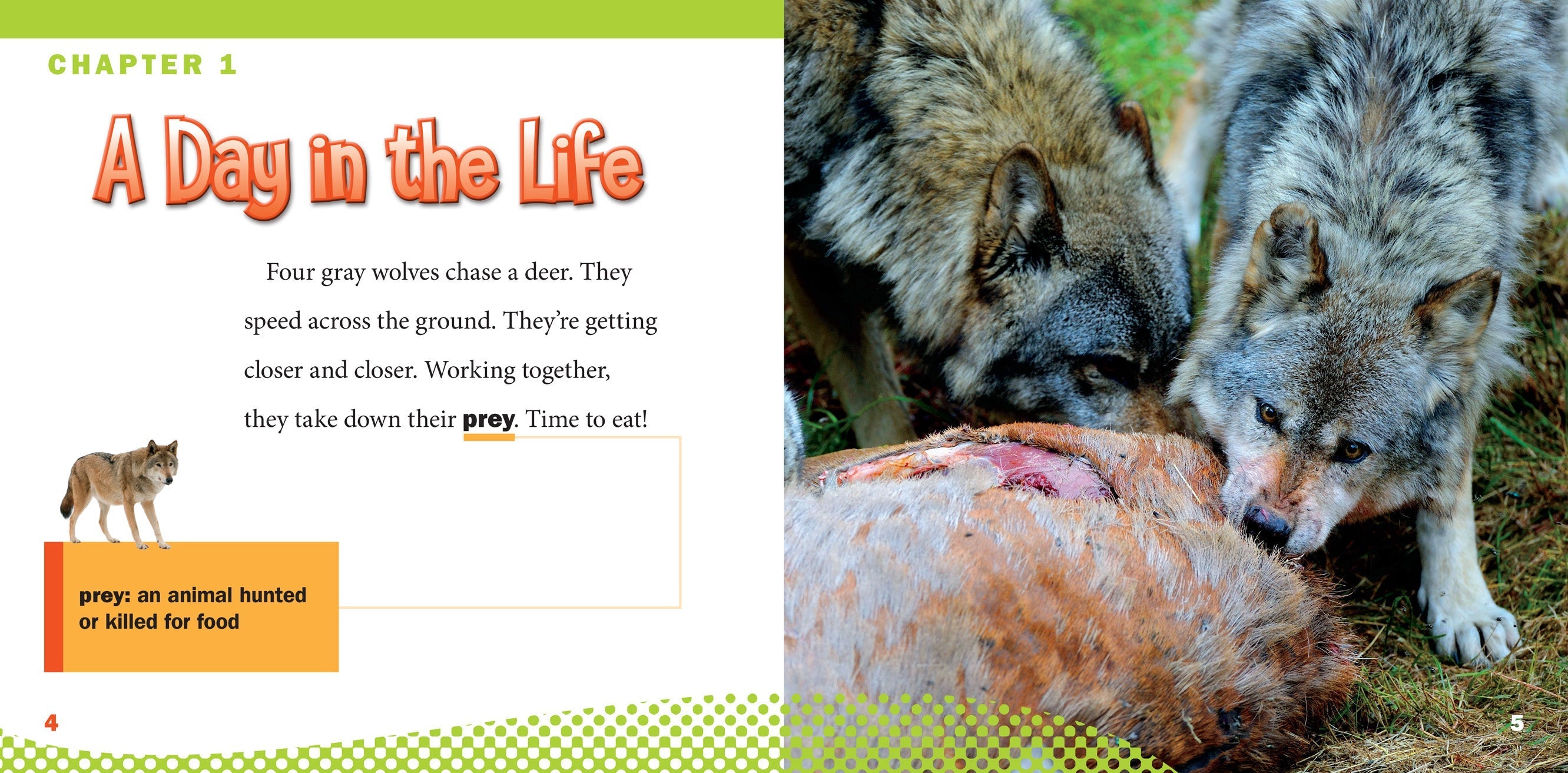 Gray Wolves Book - 9781623104511 | Wildlife Education, Nature Study & Animal Facts for Kids & Adults | Perfect for Homeschooling & Classroom Learning