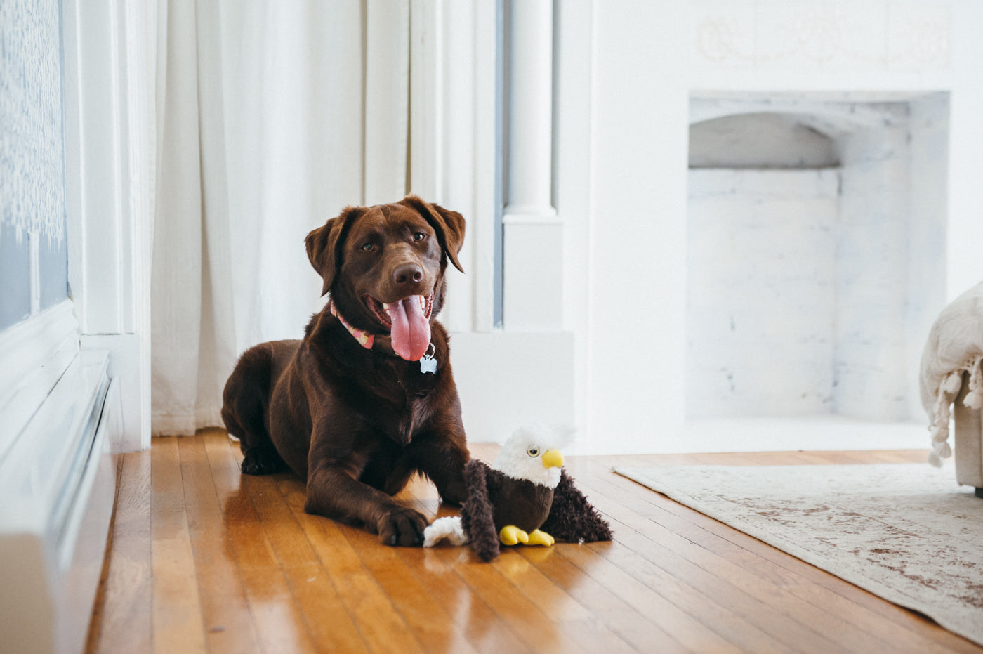 Edgar the Eagle Plush Dog Toy - Fetching Flock™ Chew-Resistant Squeaky Stuffed Animal for Medium & Large Dogs | Perfect for Fetch, Tug-of-War & Cuddling | Pet P.L.A.Y.