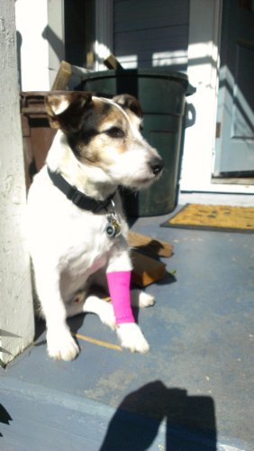 Canine Compression Sleeve for Dogs - Small Size, Pink - Supports Joint Pain & Arthritis Relief - Perfect for Small Dogs with Mobility Issues or Post-Surgery Recovery