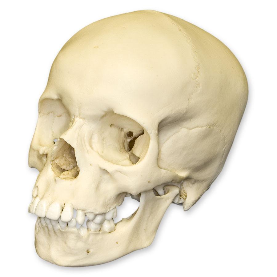 Authentic Replica 9-Year-Old Child Human Skull - Anatomical Model for Medical Education, Halloween Decor & Science Display