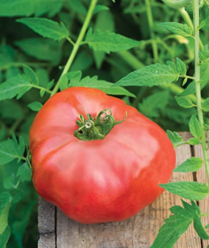 Brandy Boy Hybrid