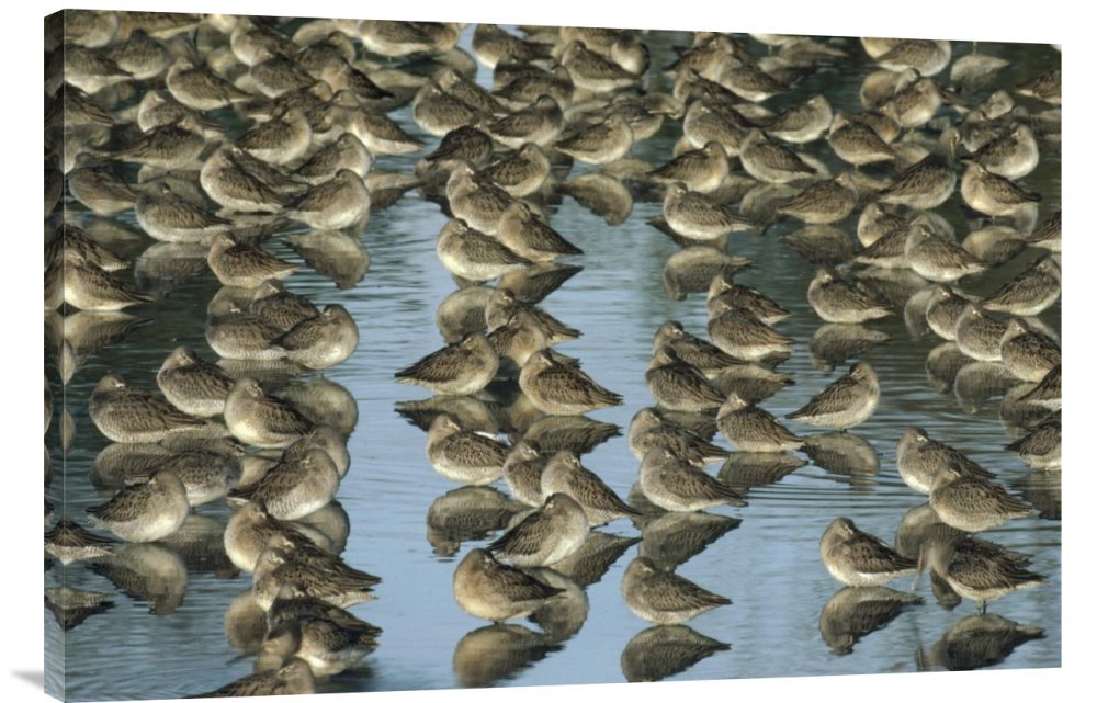 Tim Fitzharris Long-Billed Dowitcher Flock Sleeping in Shallow Water - North America Wildlife Canvas Wall Art Print | Gallery Wrap Giclee | Nature & Bird Photography Decor for Living Room, Bedroom, Office