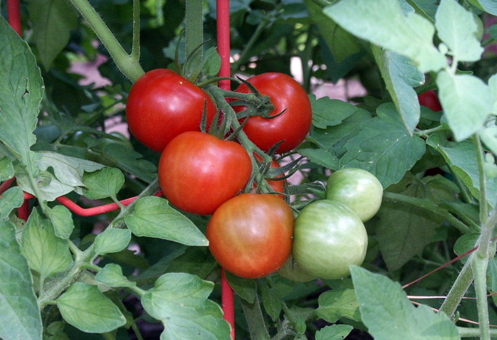 Fourth of July Tomato Plant - Fast Growing Heirloom Variety Ripens in 44 Days - 2.5