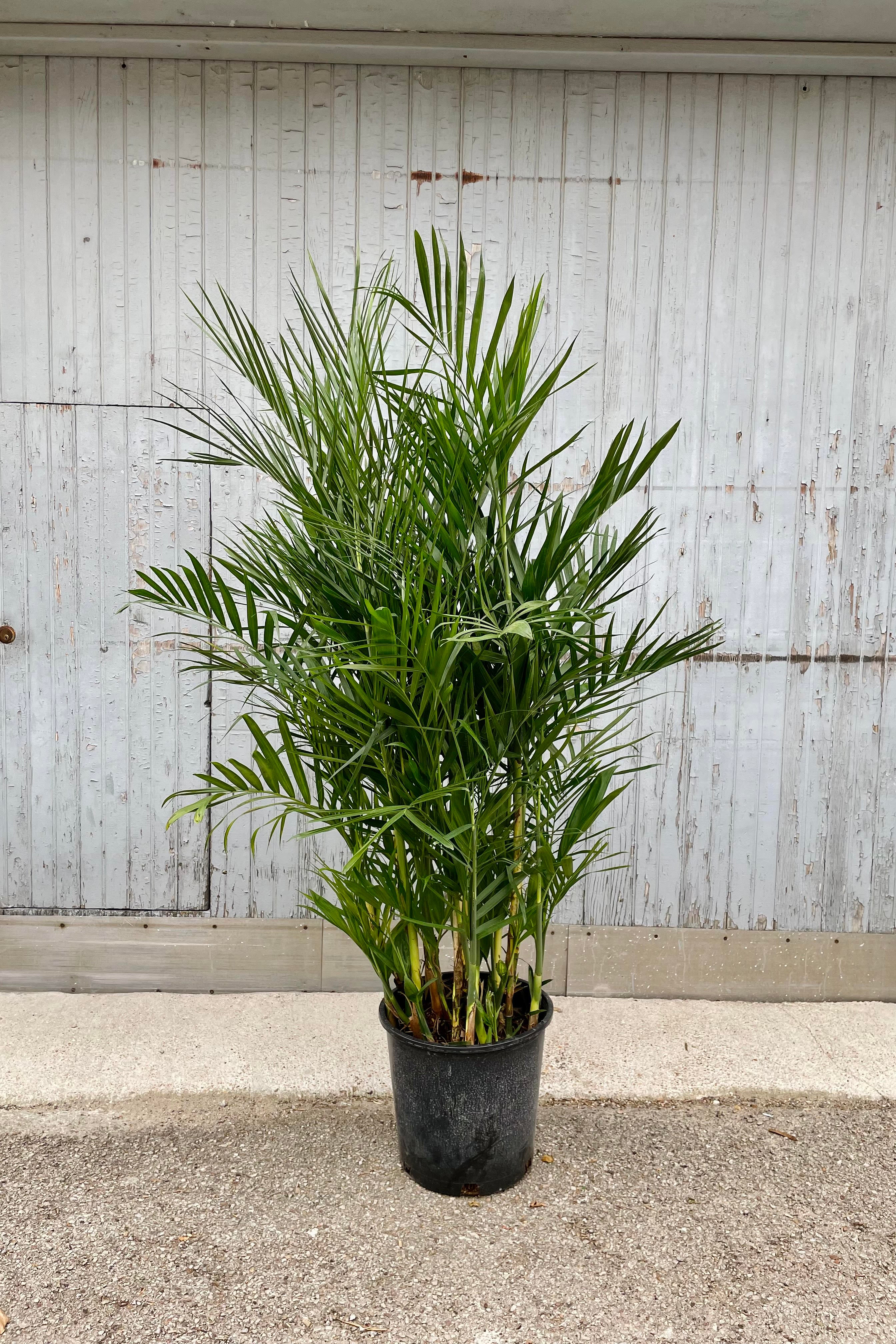 Chamaedorea seifrizii Bamboo Palm - 14