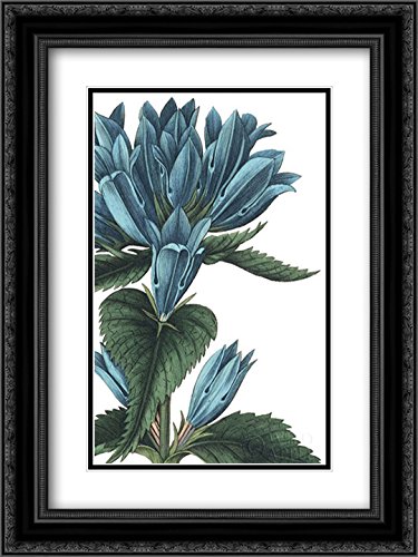 Botanique II Framed Art Print - 15x18 Wild Apple Portfolio with Ornate Black Frame & Double Matting - Museum Quality Wall Decor for Living Room, Bedroom, Office