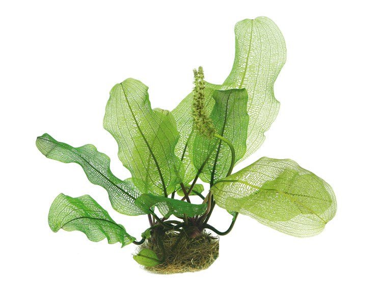 Dennerle Aponogeton Madagascariensis Bulb - Lace Plant for Aquarium | Exotic Freshwater Aquatic Plant | Perfect for Fish Tanks & Aquascaping