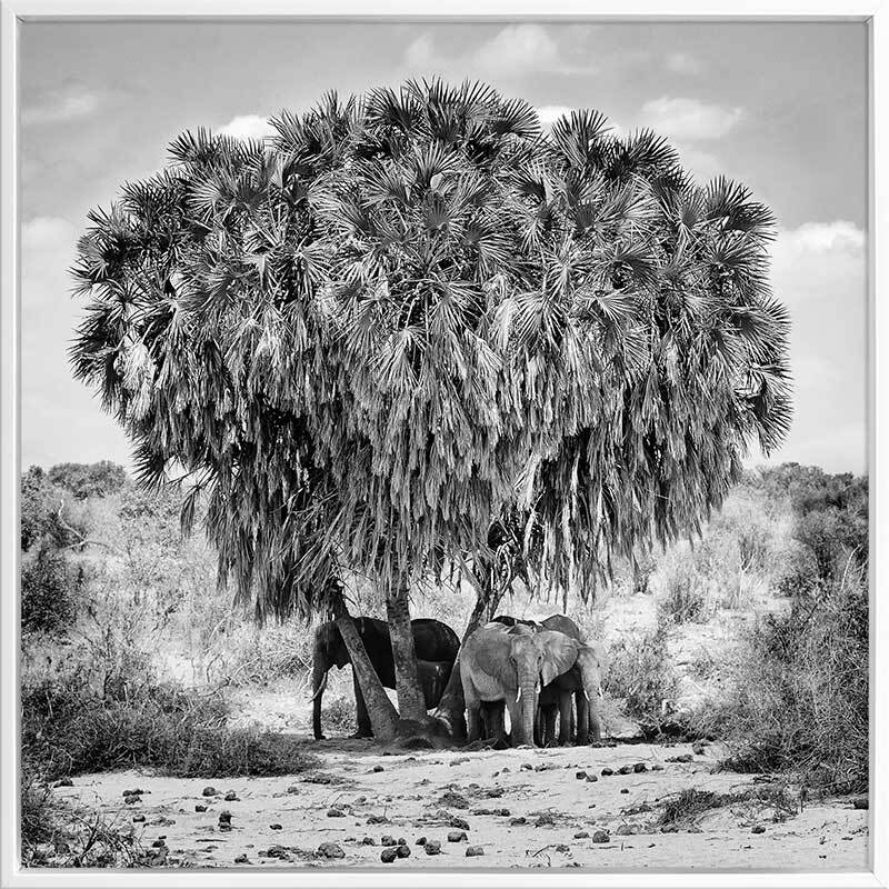 Elephants in Hiding Canvas Art Print - Stunning Wildlife Wall Decor for Living Room, Bedroom & Office