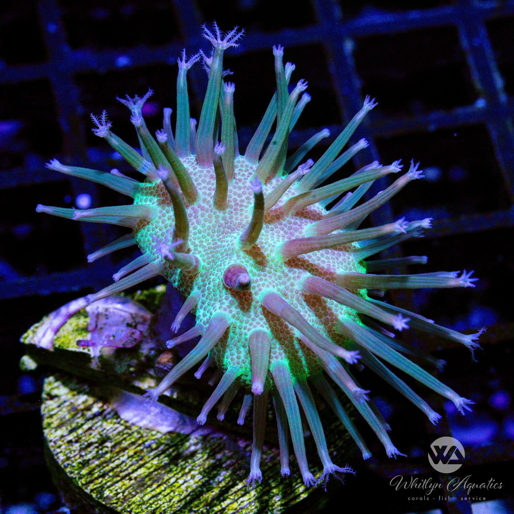 L5 Weeping Willow Toadstool Coral - Premium WYSIWYG Live Coral for Saltwater Aquariums | Perfect for Reef Tanks and Marine Displays