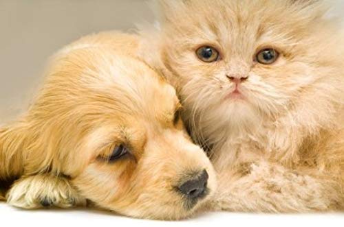 Premium Cat & Dog Vitamins Chews - Essential Mineral & Vitamin B Supplement for Pets - 180 Tasty Treats (2 Bottles) - Supports Immune Health & Energy for Active Dogs & Cats
