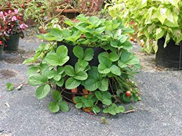 600-Gallon Smart Pot Fabric Plant Container - Aeration Grow Bag for Trees, Vegetables & Large Plants | Outdoor Gardening & Urban Farming Solution