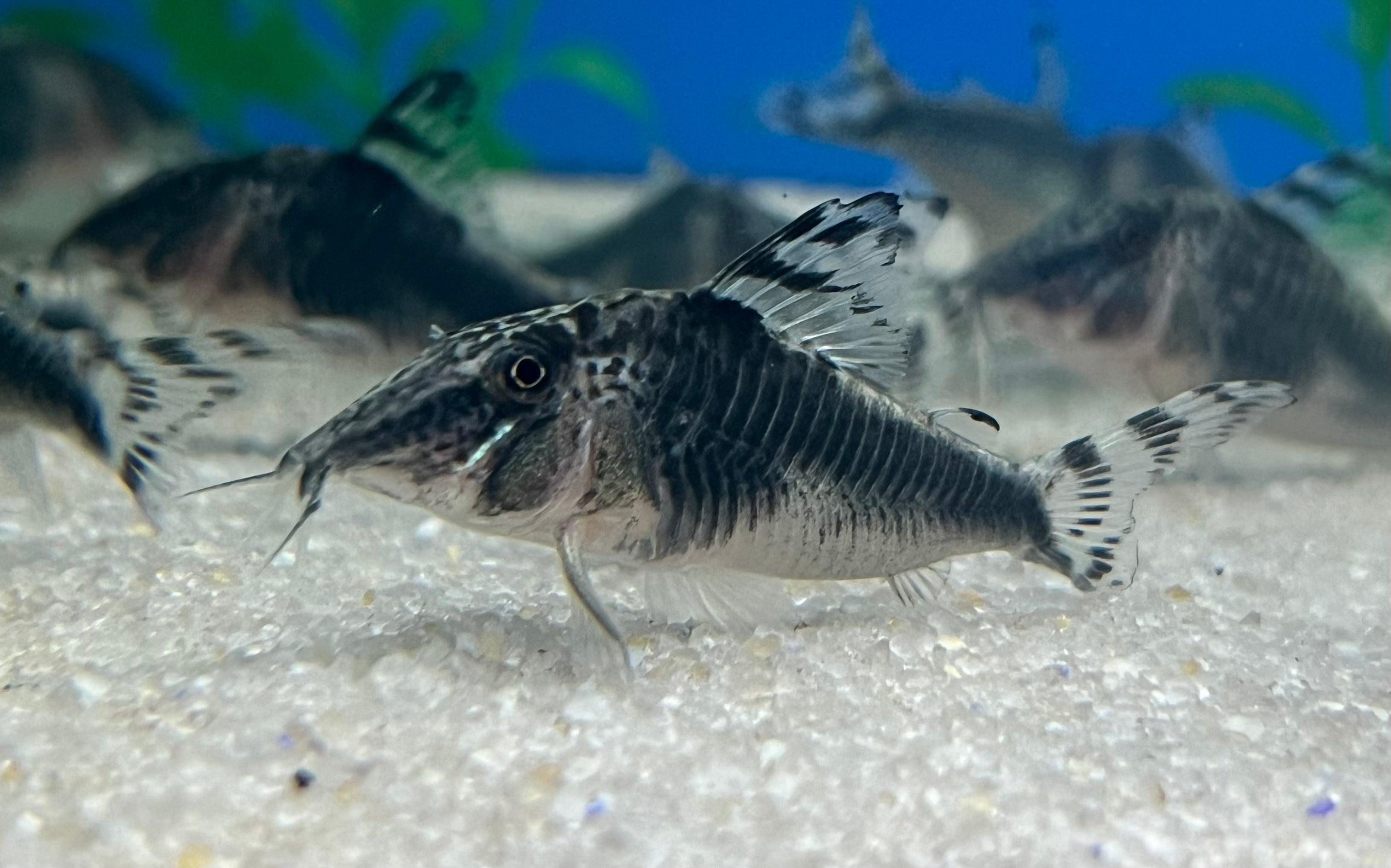Peruvian Black Corydoras Catfish - Live Freshwater Aquarium Fish for Tropical Tanks | Perfect for Community Aquariums & Planted Tanks