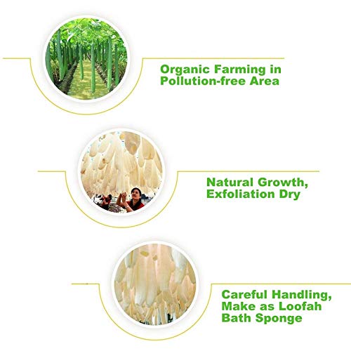 Organic Loofah Body Scrubber Pack of 12 - Natural Exfoliating Sponge for Men & Women - Eco-Friendly Luffa Bath Sponge for Smooth Skin - Perfect for Shower, Spa & Daily Skincare Routine