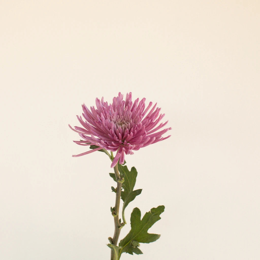 Anastasia Pink Millennial Spider Mum Flowers - Fresh Cut Flowers for Weddings, Home Decor & Floral Arrangements