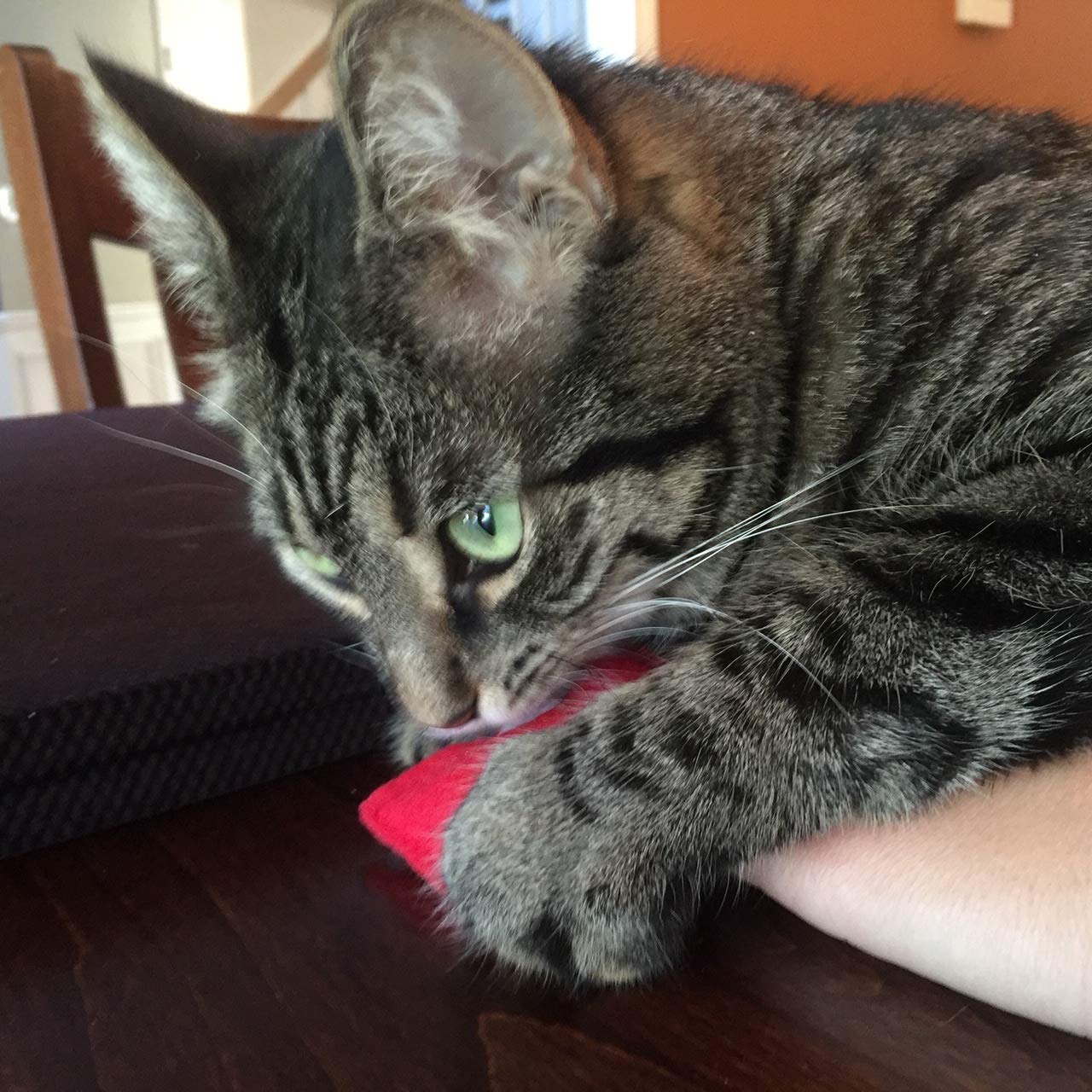 Ohio State Buckeyes Catnip Cat Toy Pack - Fun & Safe Catnip Toys for Kittens & Adult Cats - Perfect for Playtime, Training & Stress Relief