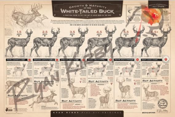 White-tailed Buck Growth & Maturity Fine Art Print - Premium Paper Wall Decor for Home, Office & Hunting Lodge