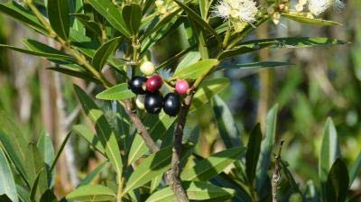 Syzygium Cumini Bonsai Tree - Java Plum Jamun Fruit Plant in Decorative Pot | Perfect for Indoor Gardening, Home Decor & Gift Giving