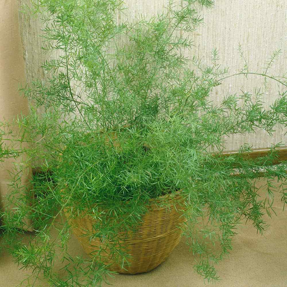 Outsidepride Asparagus Fern Sprengeri Seeds - 100 Count for Container, Pot & Window Box Planting | Evergreen Foliage Houseplant | Perfect for Indoor Decor, Office Plants & Hanging Baskets