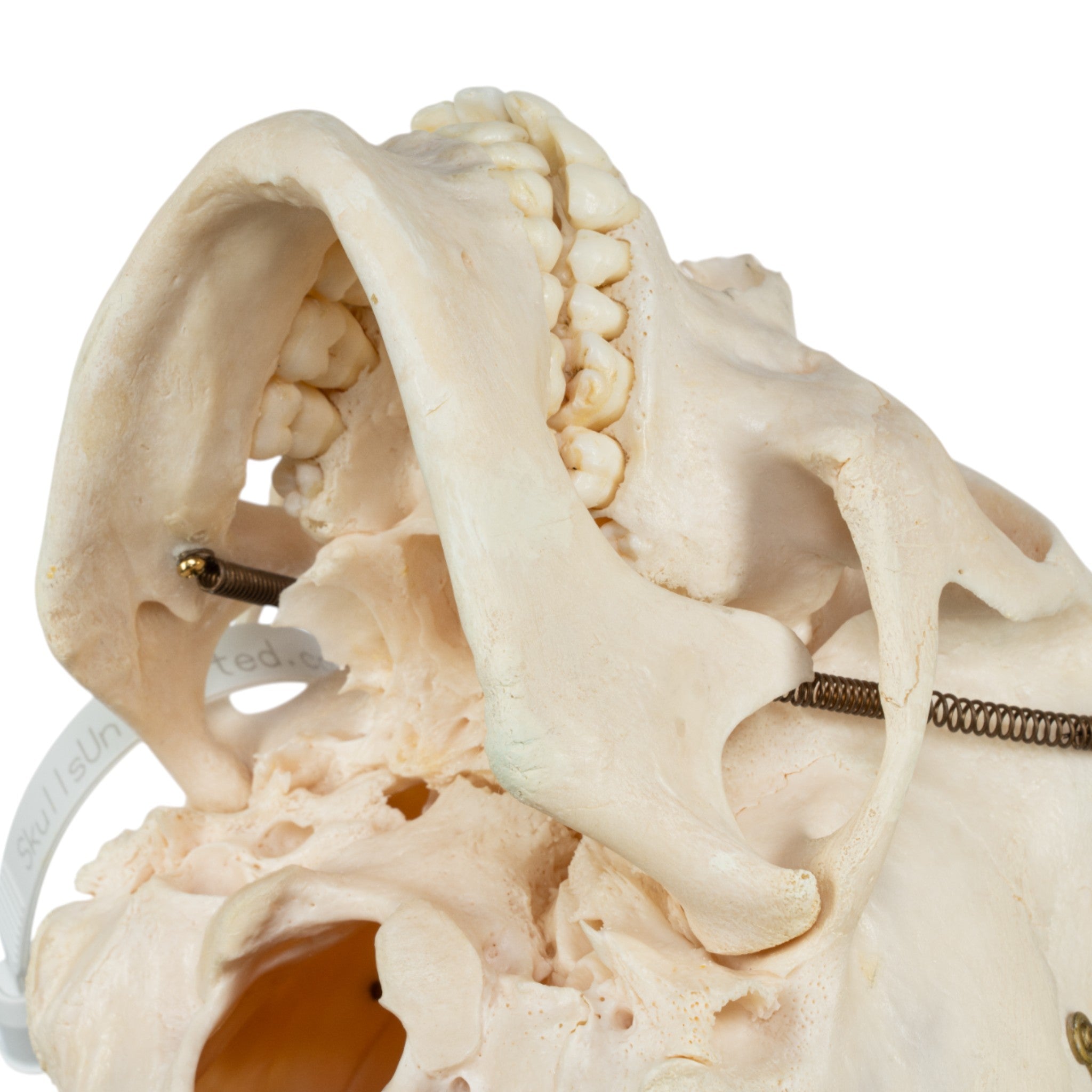 Real Human Half Skeleton Disarticulated - Anatomical Model for Medical Education, Science Classrooms & Halloween Decor