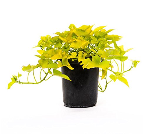 American Plant Exchange Live Desana Lime Sweet Potato Vine Plant - 6