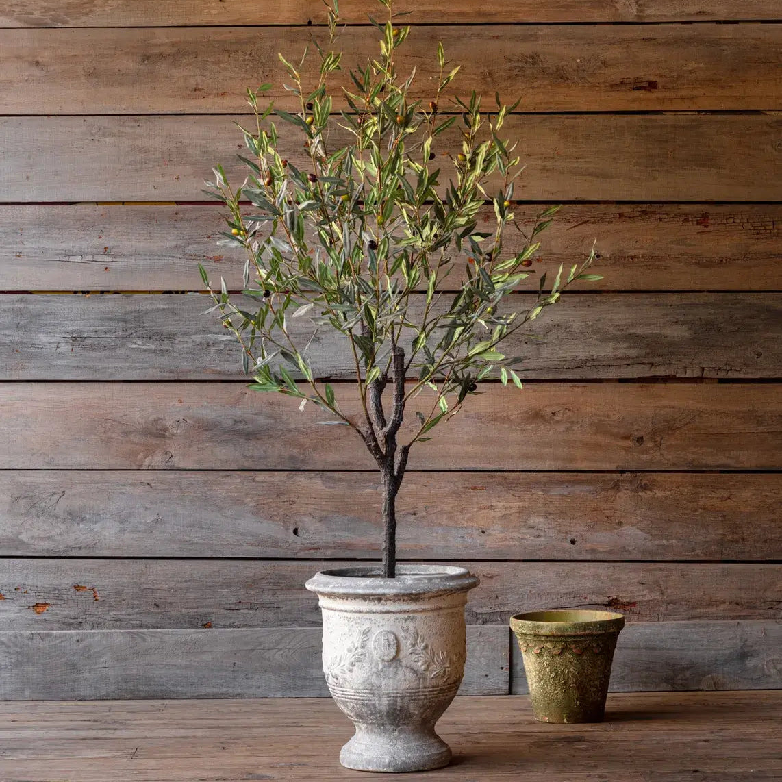 Greek Olive Tree - Premium Potted Olive Plant for Home & Garden Decor - Perfect for Indoor & Outdoor Landscaping, Mediterranean Style Gardens, and Patio Decorations