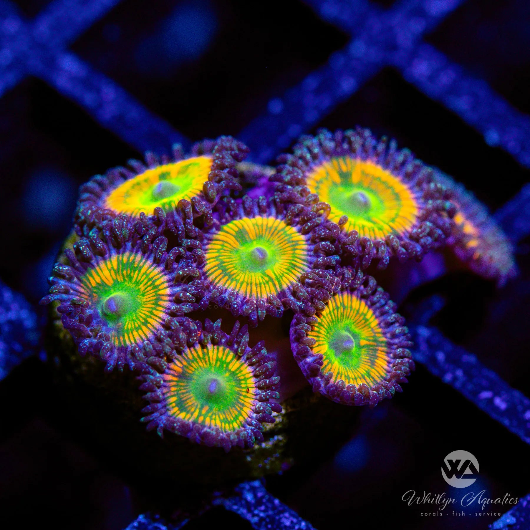 Premium OG Sunny D Zoanthid Coral (Aquacultured) - Vibrant Saltwater Reef Tank Coral for Aquarium Enthusiasts