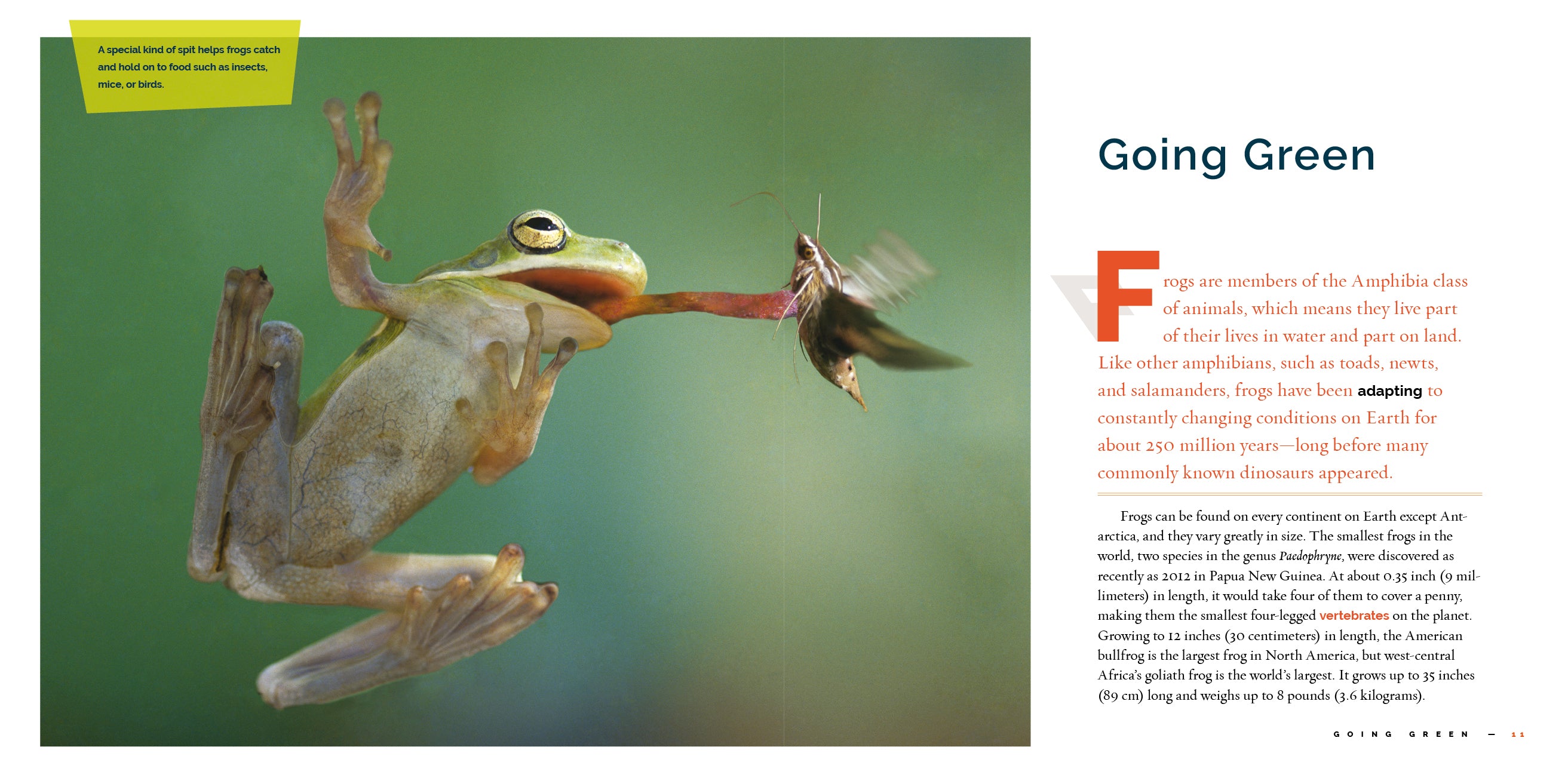Frogs - 9781640267831 | Educational Book About Frogs for Kids & Adults | Perfect for Nature Lovers, Classroom Learning & Homeschooling