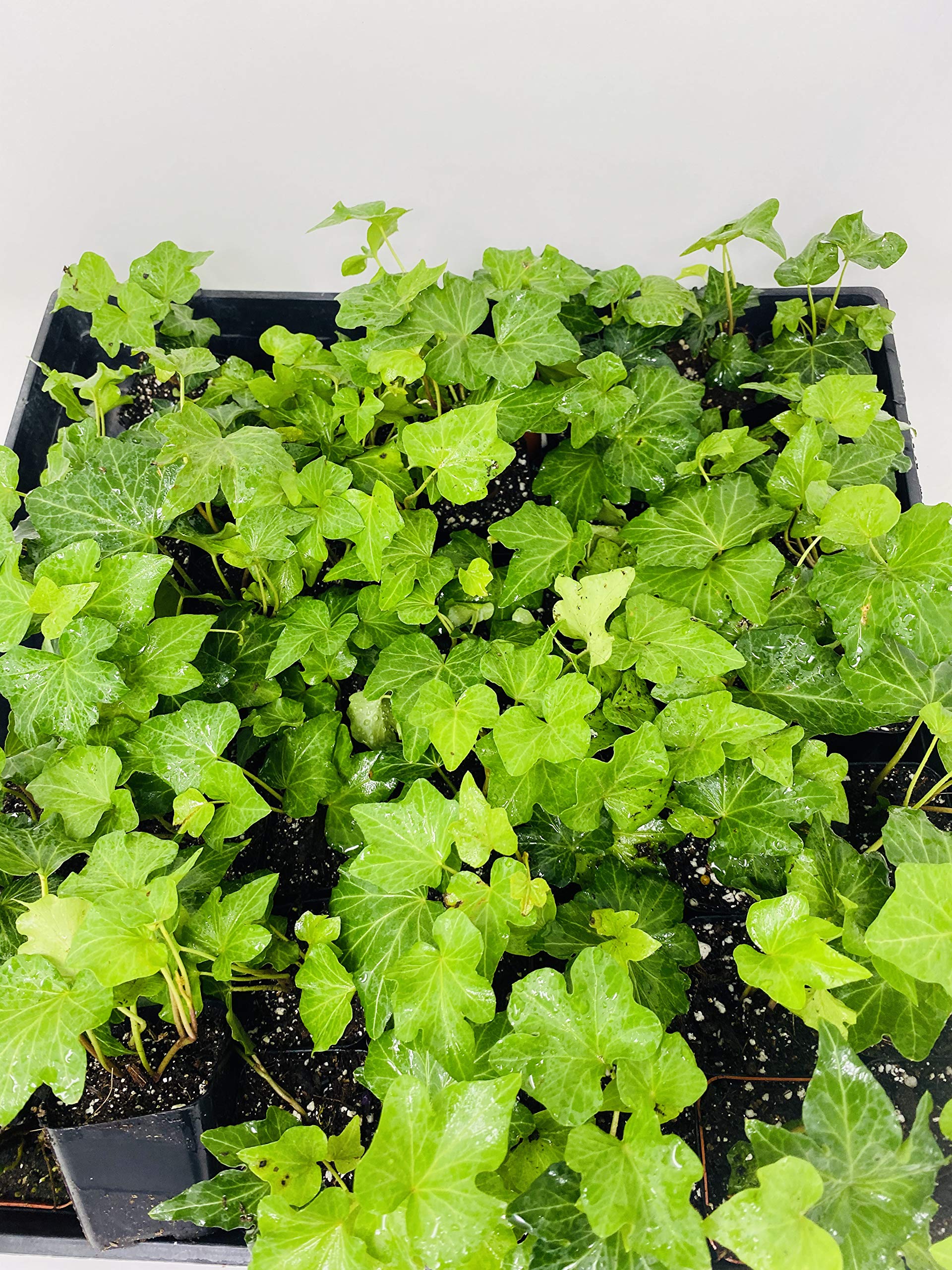 Jmbamboo - Thorndale English Ivy 48 Plants - Hardy Perennial Groundcover for Shade - 2 1/4
