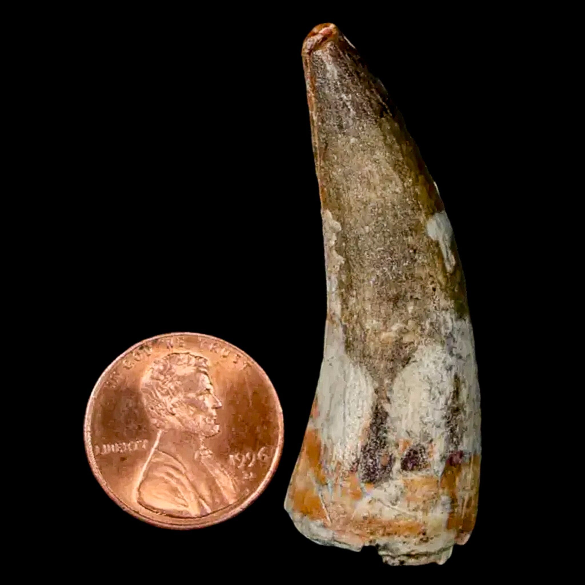 Authentic 2 Suchomimus Fossil Teeth - Cretaceous Spinosaurid Dinosaur Fossils from Niger with COA | Rare Dinosaur Collectibles for Paleontology Enthusiasts & Museum Displays