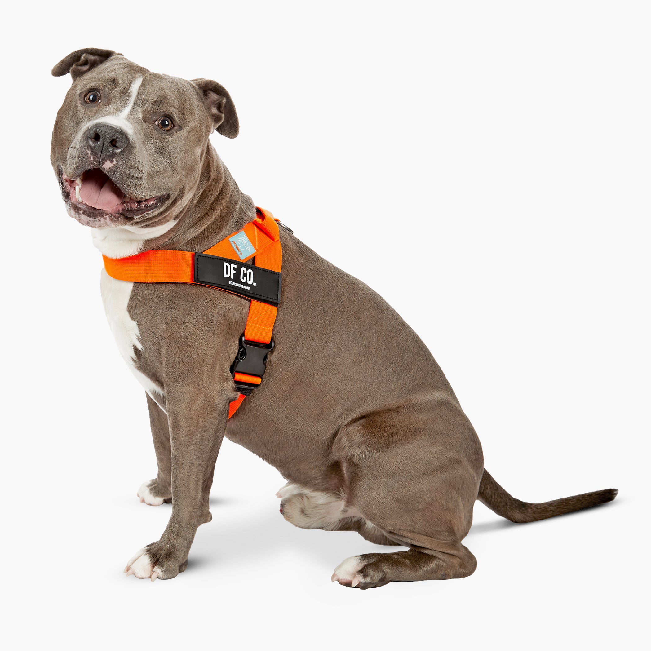 Dog Friendly Co. High Visibility Orange Dog Harness - Reflective & Adjustable for Safety - Perfect for Night Walks, Hiking & Outdoor Adventures