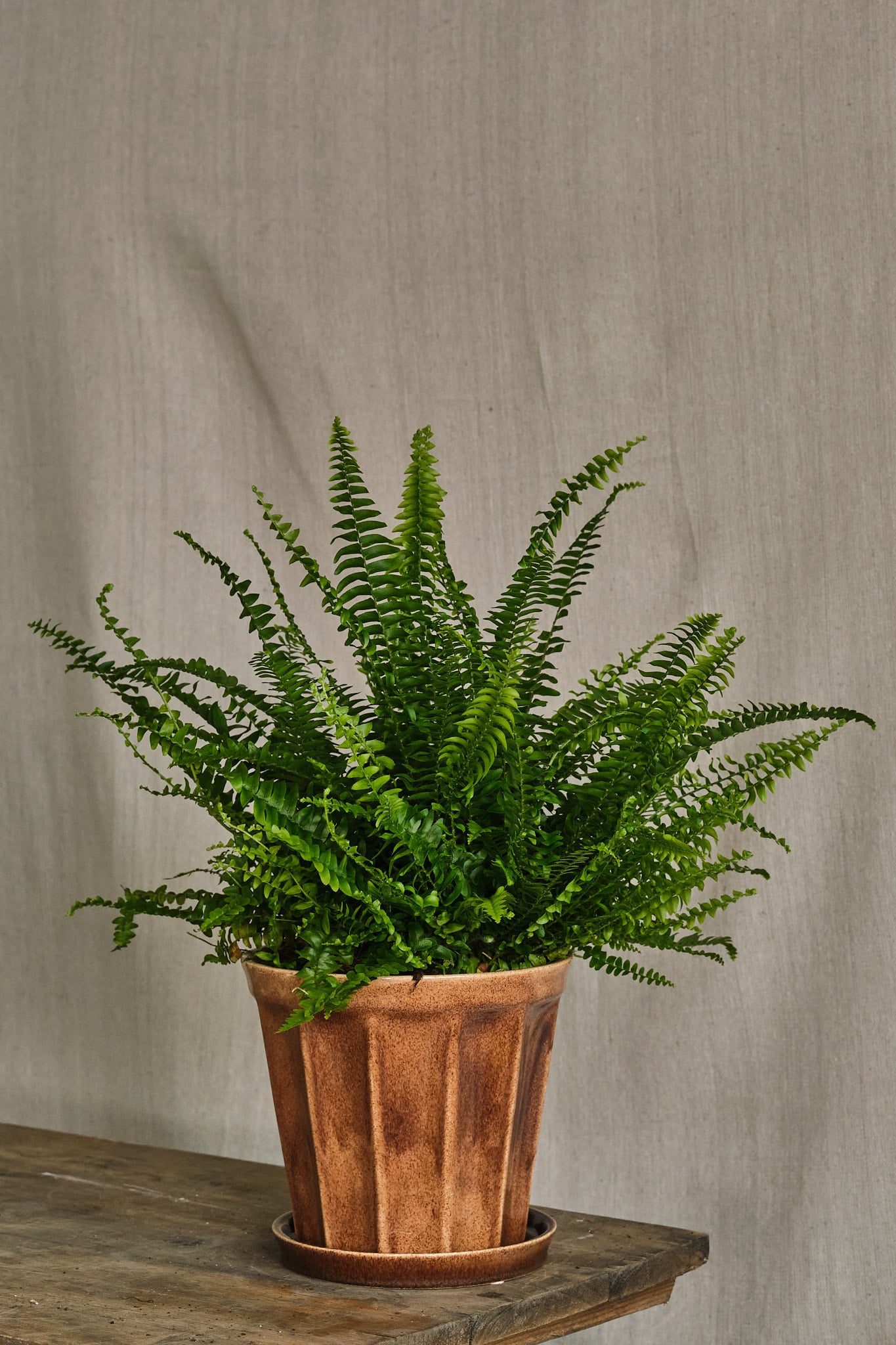 Boston Fern (Nephrolepis Exaltata) - Lush Indoor House Plant for Home & Office Decor - Perfect for Hanging Baskets, Shelves, and Tabletop Displays