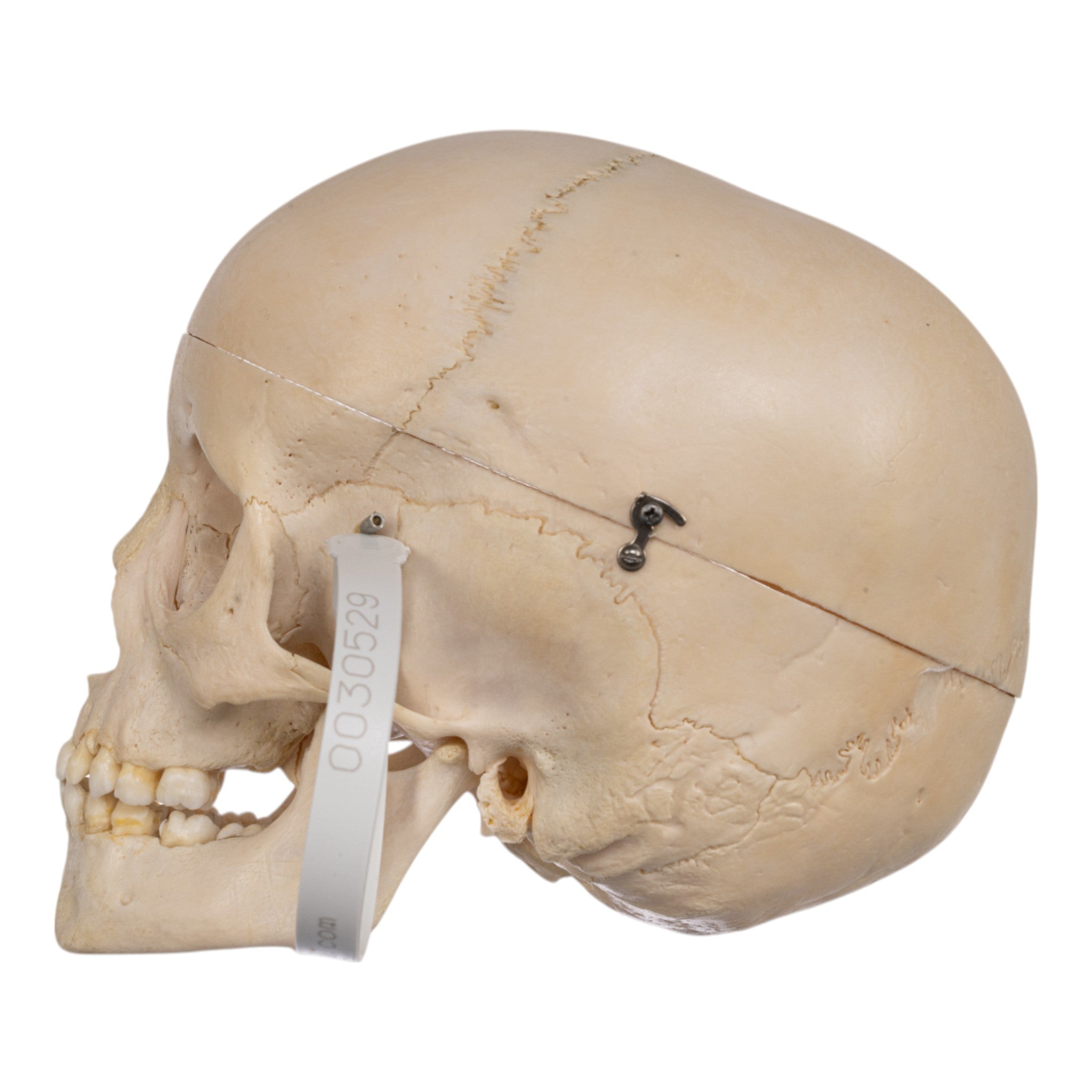 Authentic Human Child Skull Model - Medical & Educational Specimen for Anatomy Study, Halloween Decor, and Horror Props