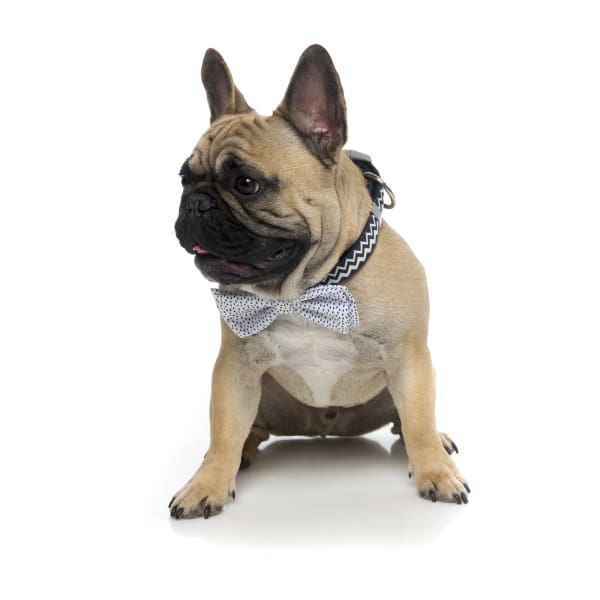 Fuzzyard Adjustable Bow & Arrow Pet Bow Tie for Dogs & Cats - 2 Sizes (Small & Large) - Perfect for Weddings, Parties & Photo Shoots