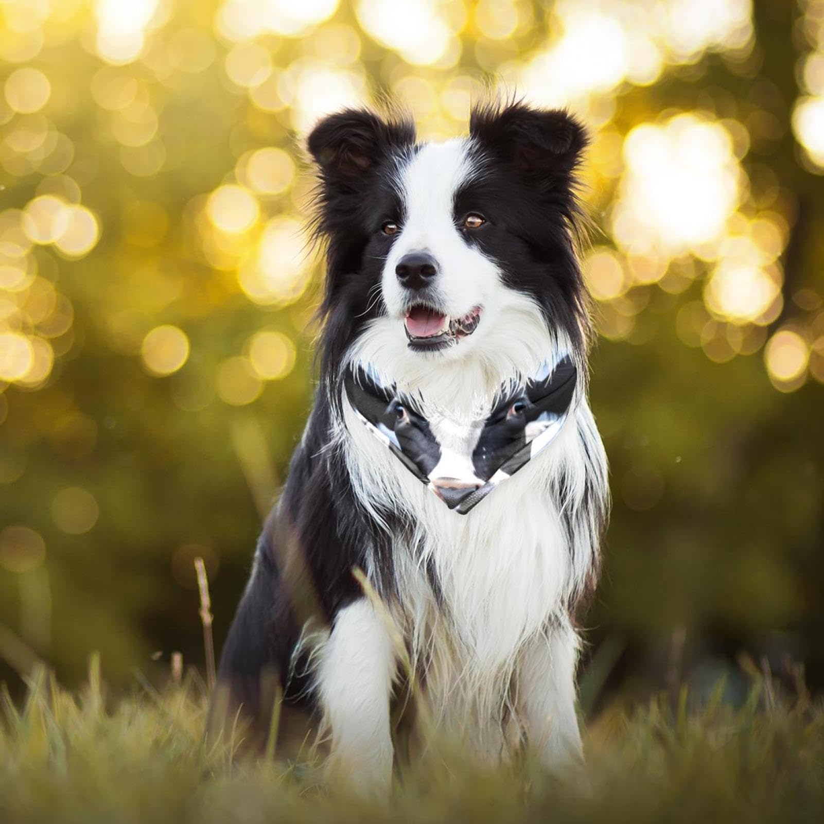 Premium Dog Bandanas for Small, Medium & Large Pets - 2-Piece Set with Cow Print Design - Comfortable Pet Scarves for Dogs & Cats - Perfect for Daily Walks, Pet Photos & Farm Visits