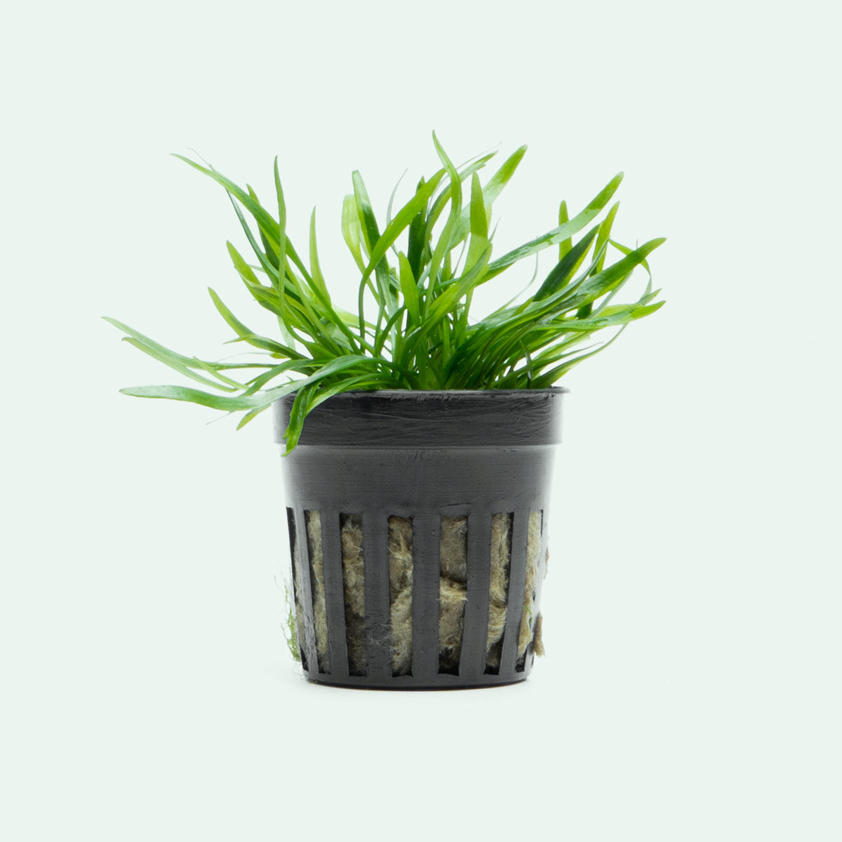 Cryptocoryne Lucens Live Aquarium Plant - Easy Low Light Freshwater Aquatic Plant for Fish Tanks, Aquascaping & Nano Tanks (Perfect for Beginners & Shrimp Tanks)
