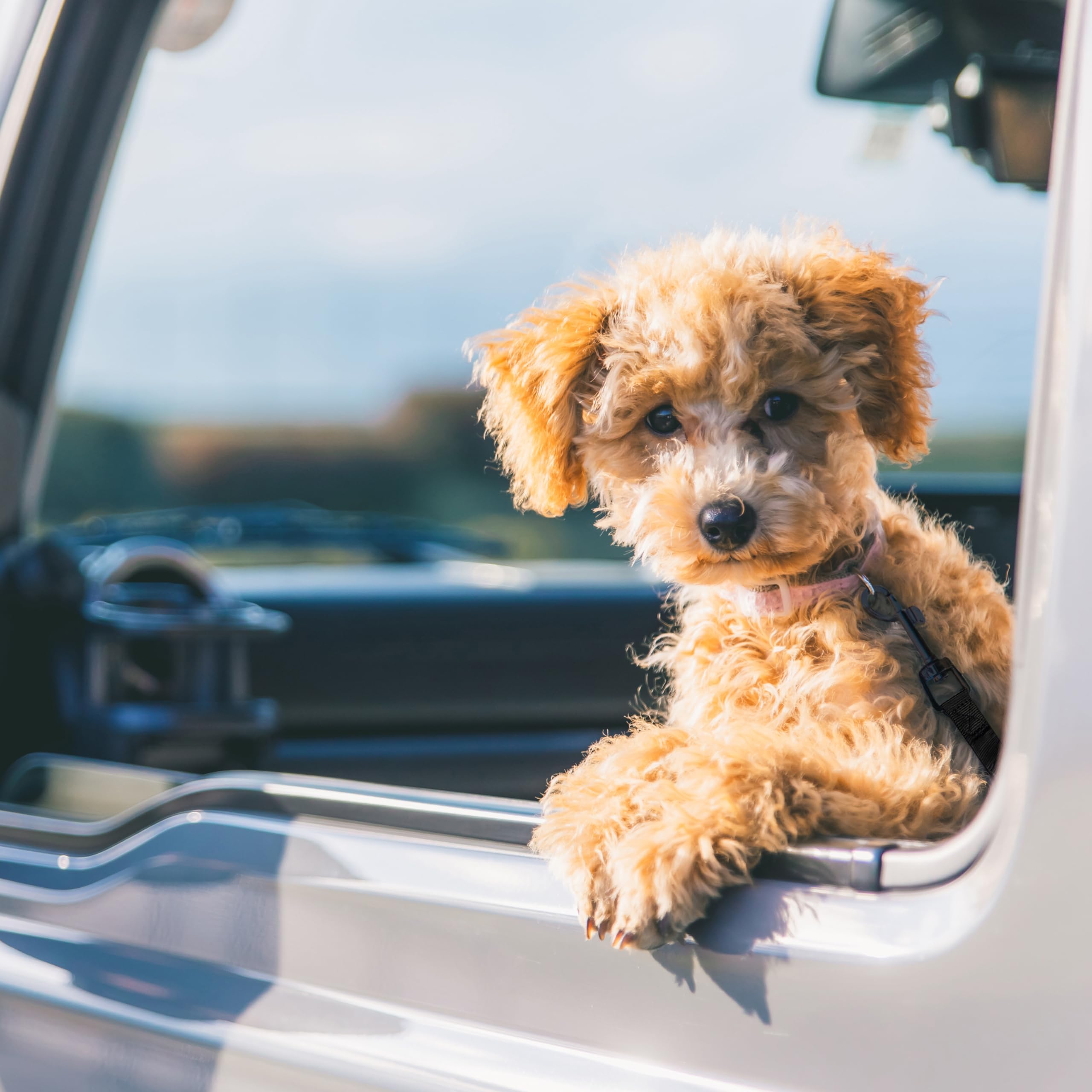**PawSafe Retractable Adjustable Dog Car Seatbelt - Heavy Duty Elastic Pet Safety Harness with Travel Bowl - Secure & Comfortable for Small Medium Large Dogs - Perfect for Road Trips & Daily Commutes (Black Belts & Bowl)**