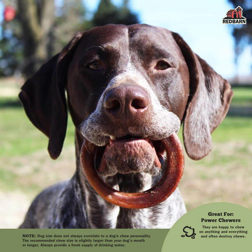 Bully Ring Small - Durable and Stylish Dog Collar for Small Breeds - Perfect for Training, Walks, and Everyday Use