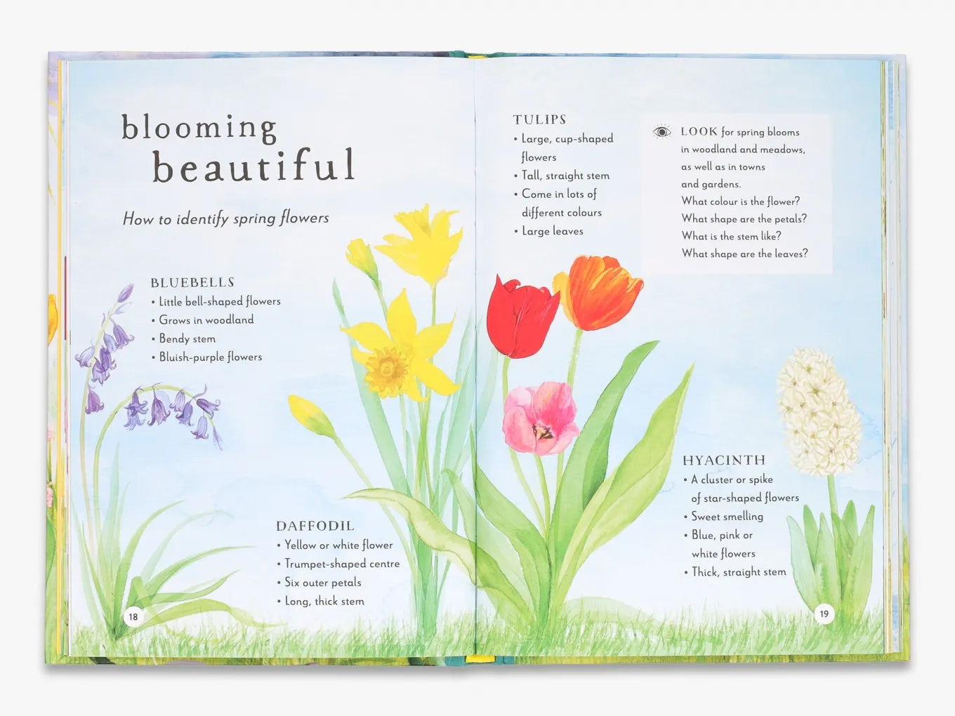 **A Field Guide to Spring: Discover Nature's Wonders - Perfect for Hiking, Camping & Outdoor Adventures (Field Guide Series)**