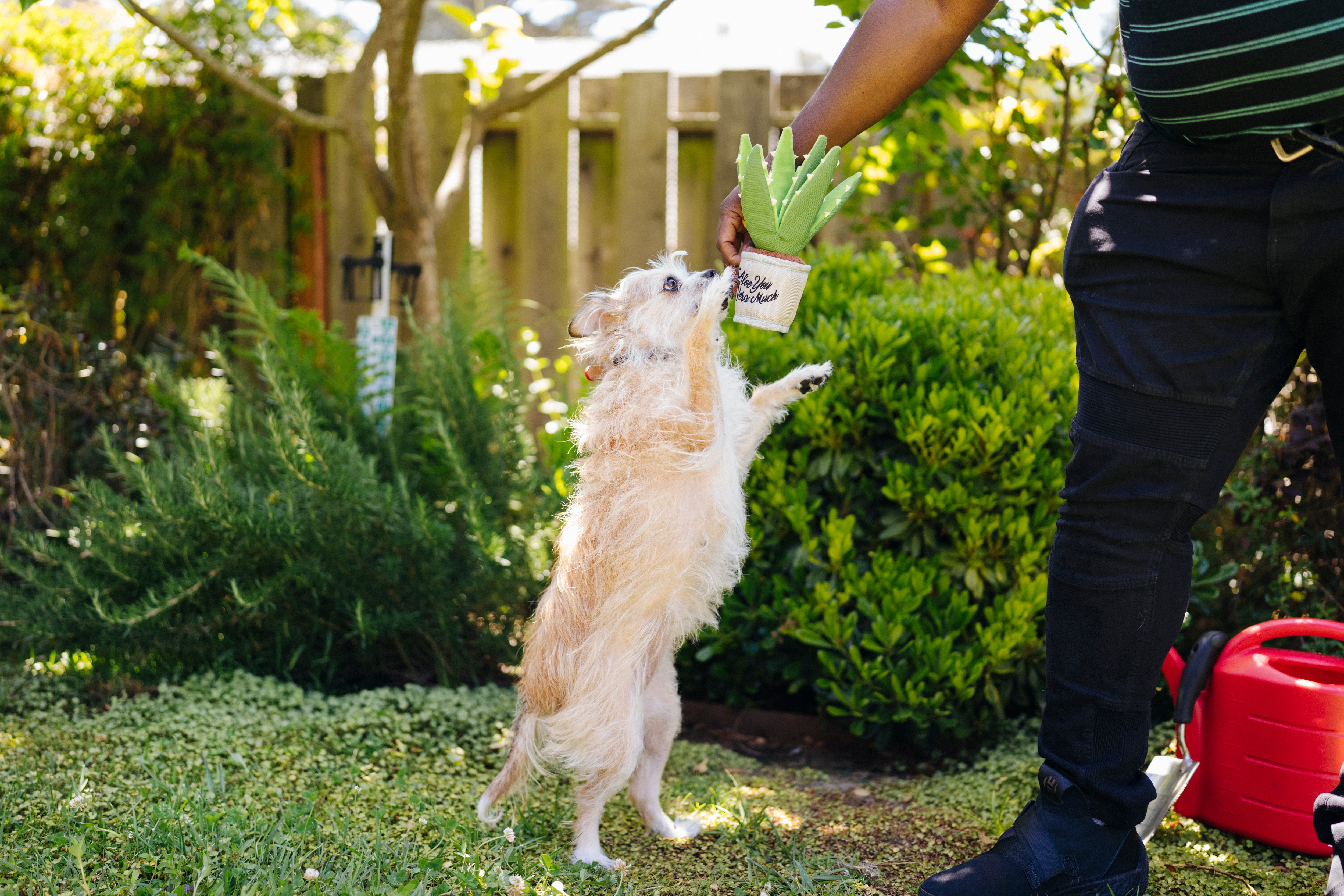 La Planta Aloe ve You Dog Plush Toy - Blooming Buddies™ Chew-Resistant Squeaky Stuffed Animal for Puppies & Dogs | Pet P.L.A.Y. | Perfect for Indoor Play, Training Rewards & Anxiety Relief