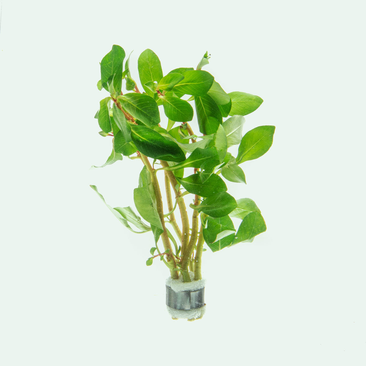 Ludwigia Marilia Aquatic Plant for Freshwater Aquariums - Perfect for Fish Tanks, Aquascaping & Home Decor