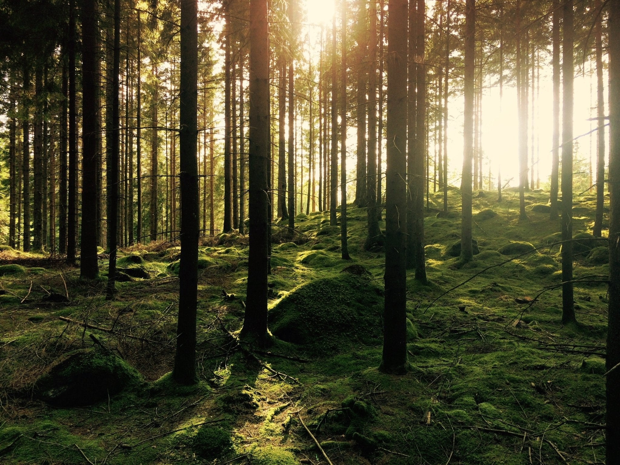 Premium Woodlands Fragrance Oil - Natural Forest Scent for Home, Diffuser & DIY Candles - Relaxing Aromatherapy for Bedroom, Office & Spa