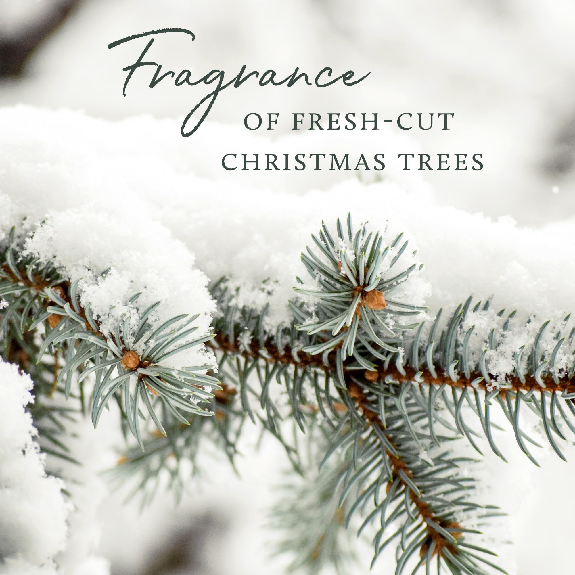 Thymes Frasier Fir Scented Candle - 7.5 oz Holiday Pine Needle Candle with Siberian Fir, Cedarwood & Sandalwood Fragrance - Elegant Christmas Decor for Home, Office & Gift Giving