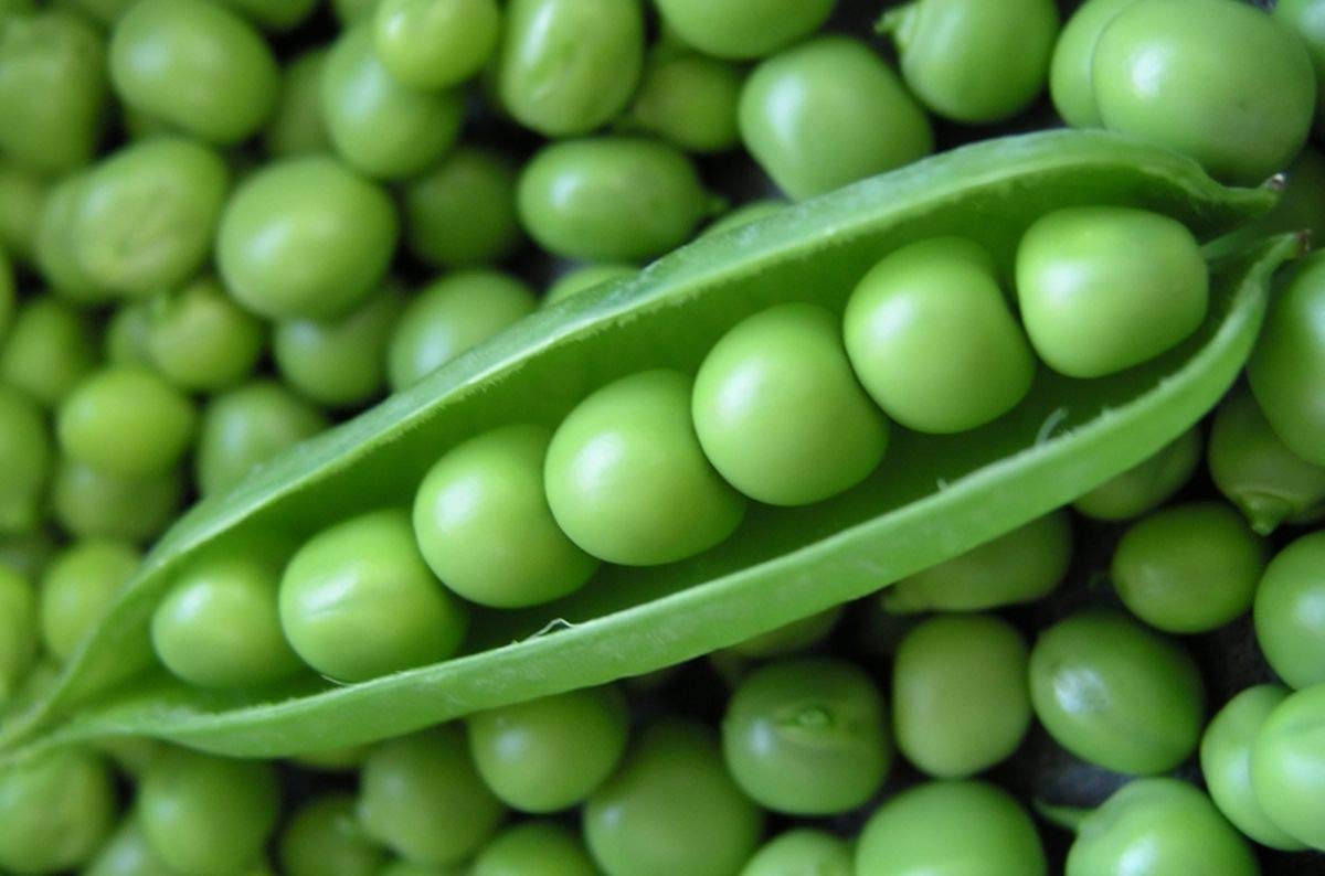 Willet's Wonder English Pea Seeds - Prolific & Sweet Green Peas for Home Garden (100 Seeds) - Perfect for Salads, Soups and Healthy Snacking