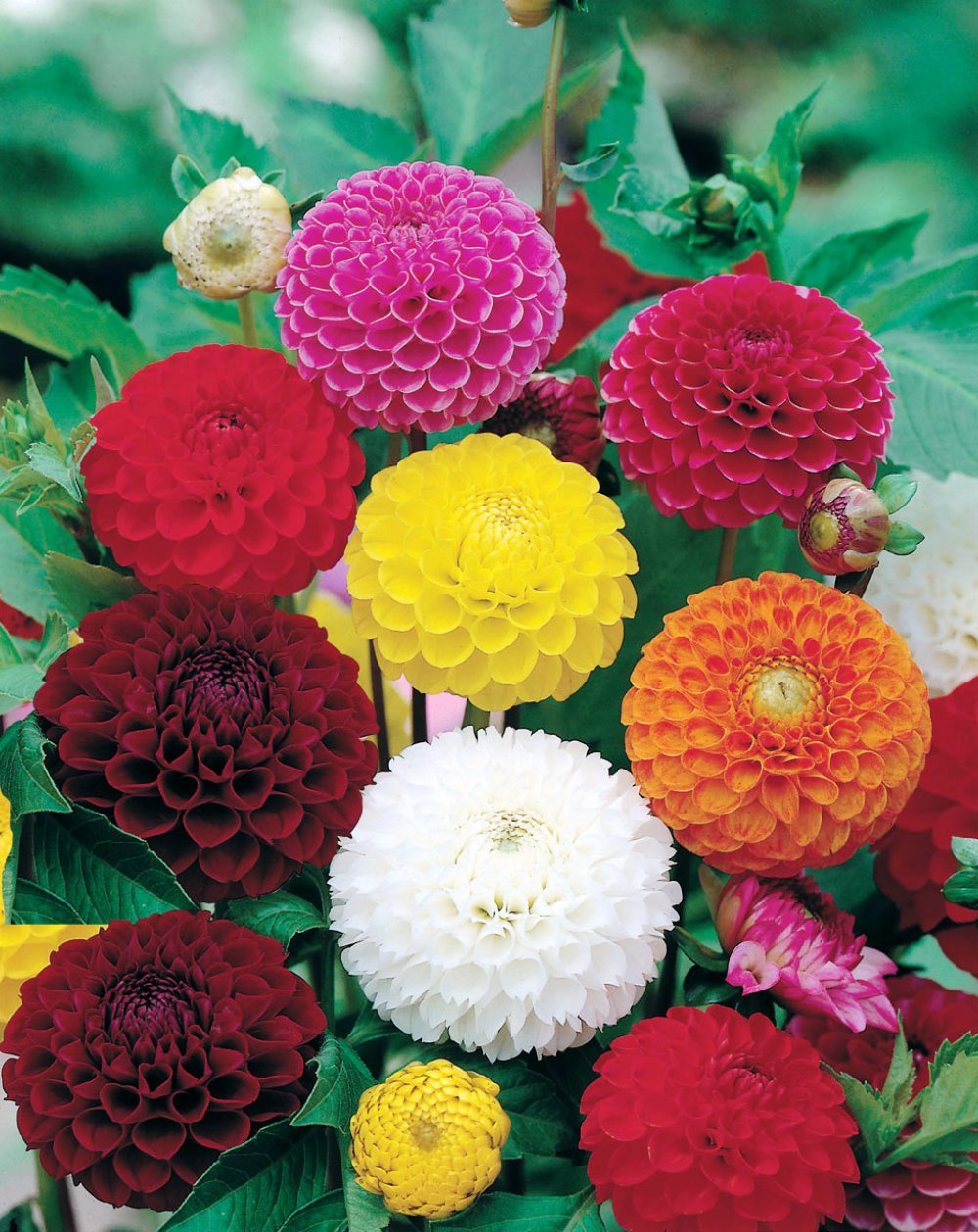 Dahlia Pompon Ball Mix Seeds - Non-GMO Beautiful Annual Flowers for Garden Planting | Perfect for Hanging Baskets, Borders & Cut Flower Arrangements
