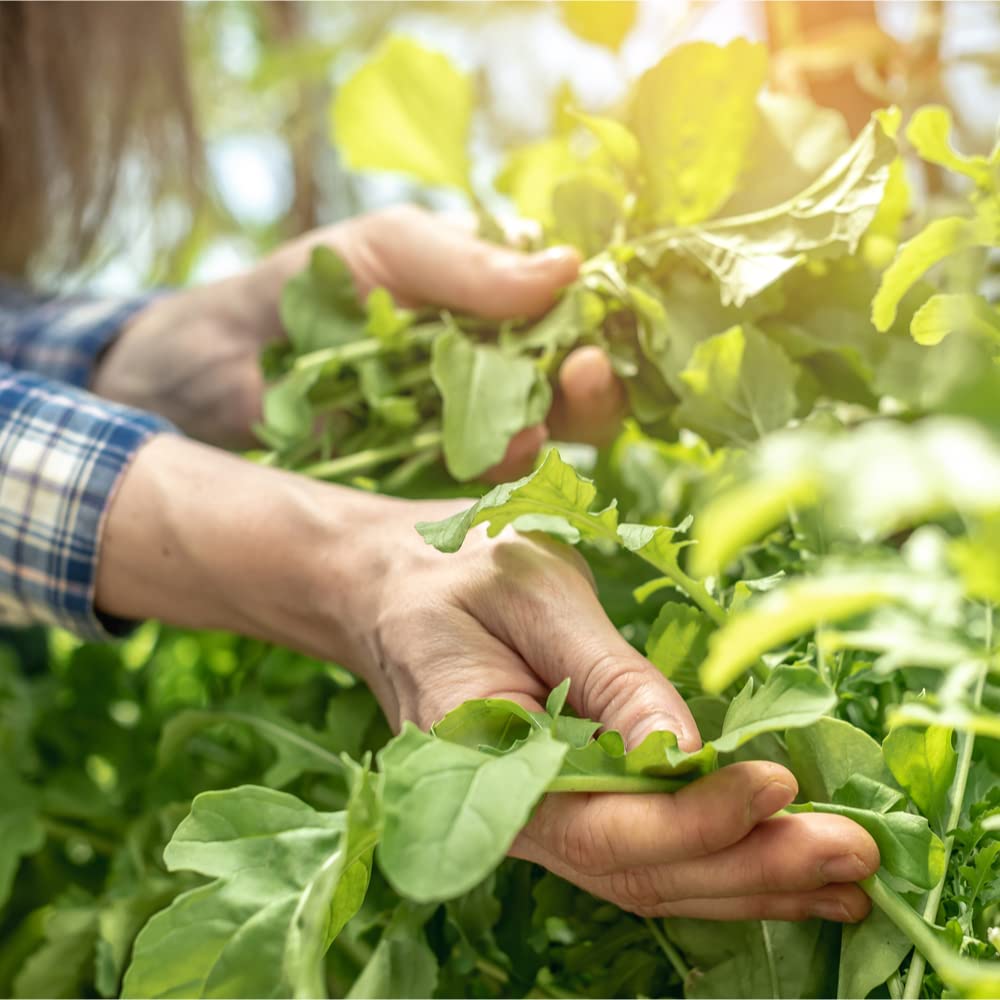 Slow Bolt Arugula Seeds - 3000 Count Non-GMO Heirloom Organic Salad Greens for Home Gardening, Microgreens & Gourmet Dishes