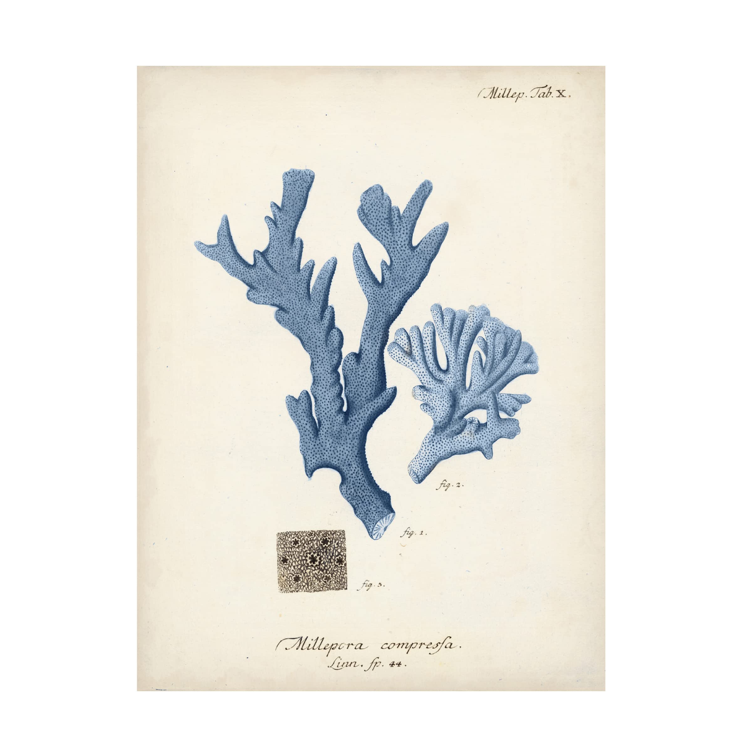 Johann Esper 'Antique Coral in Navy I' Canvas Wall Art Print - Vintage Ocean Coral Decor for Living Room, Bedroom & Office
