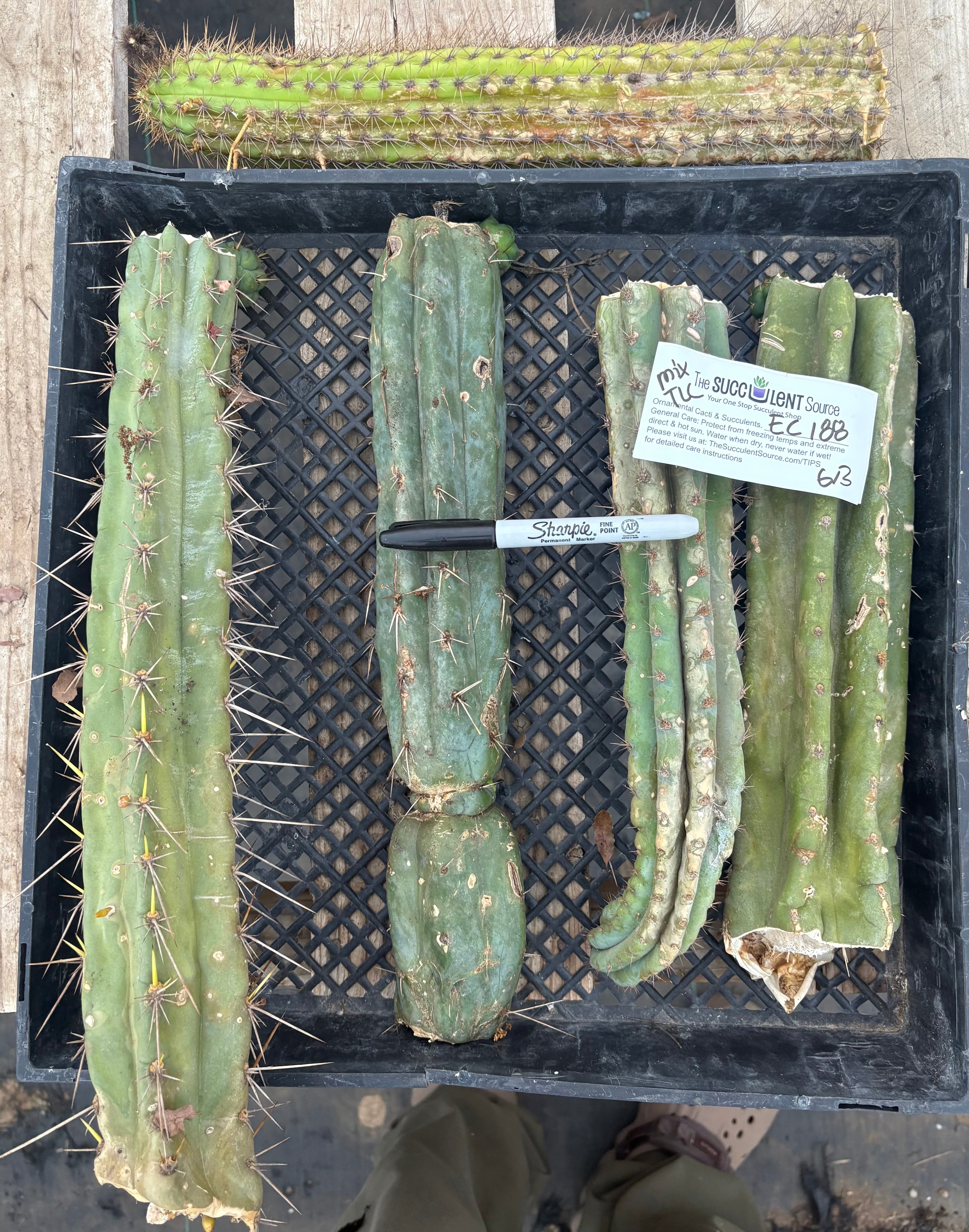 EC188 EXACT Trichocereus TLC Bargain Mixed Cactus Cuttings Lot - Perfect for Home Gardening, Terrariums & Succulent Collections